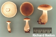 Clitocybe clavipes