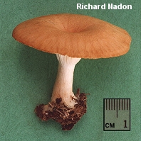 Clitocybe gibba