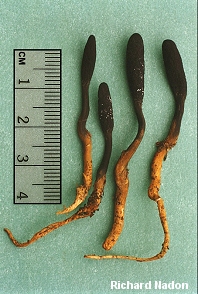 Cordyceps ophioglossoides