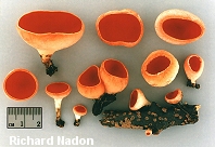 Peziza sp.