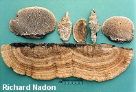 Daedalea quercina