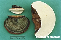 Fomitopsis pinicola