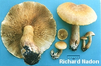 Gymnopilus junonius