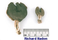 Helvella palustris