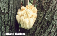 Hericium americanum