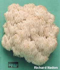 Hericium americanum