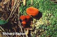 Hygrocybe squamulosa