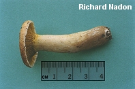 Hypomyces luteovirens