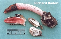 Mutinus caninus