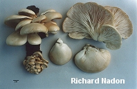 Pleurotus ostreatus