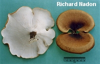 Polyporus badius