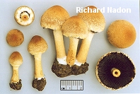 Lacrymaria velutina