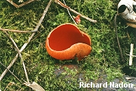 Sarcoscypha austriaca