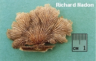 Schizophyllum commune