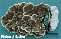 Trametes versicolor