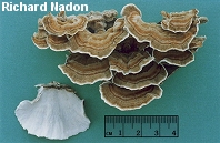 Trametes versicolor