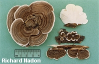 Trametes versicolor