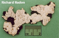 Trametes versicolor