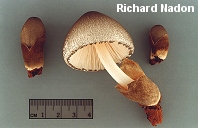 Volvariella bombycina
