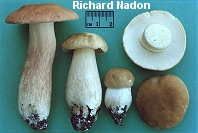Xanthoconium separans
