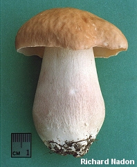 Xanthoconium separans