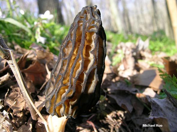 The Classic North American Black Morel