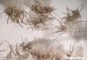 Stem Surface of the Fuzzy Foot Morel