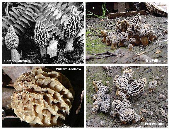 Morchella rufobrunnea