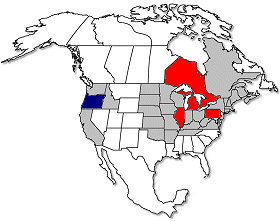 Range of the North American Half-Free Morels