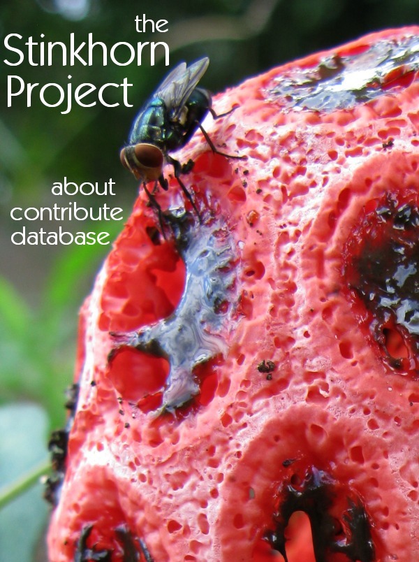 MushroomExpert.Com