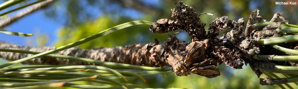 Pinus resinosa