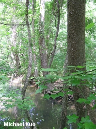 Plantanus occidentalis