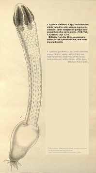 Lysurus gardneri