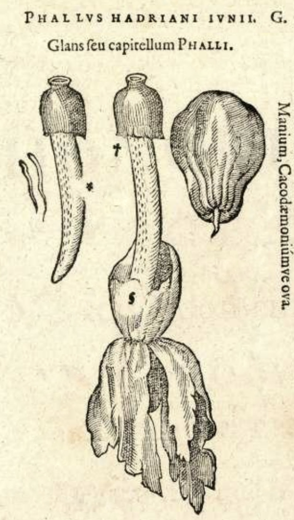 Clusius 1601 Phallus hadriani illustration