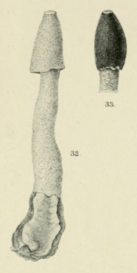 Ithyphallus rugulosus