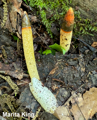 Mutinus caninus