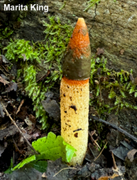 Mutinus caninus