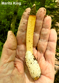 Mutinus caninus