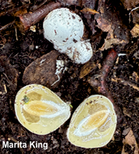 Mutinus caninus