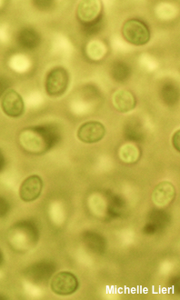 Helicogloea compressa
