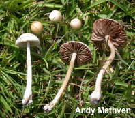 Agrocybe retigera