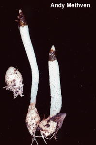 Mutinus caninus var albus