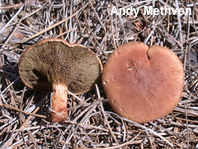 Phylloporopsis boletinoides