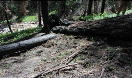 Habitat where several black morels were found in the Gut Canyon area