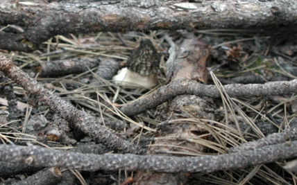 This morel was found in a high intensity burn area