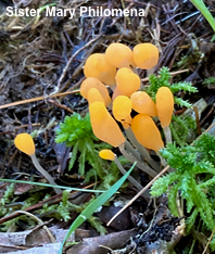 Mitrula elegans