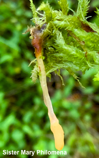 Mitrula elegans