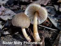 Pluteus longistriatus