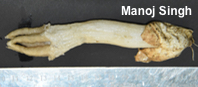 Lysurus gardneri