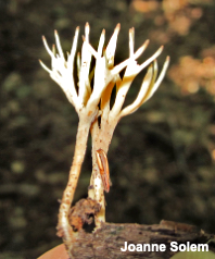 Tremellodendropsis tuberosa